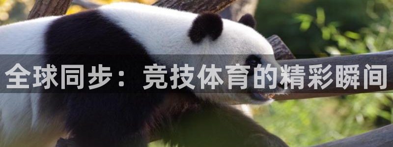 qszb球神直播首页