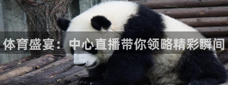 球神直播免费直播：体育盛宴：中心直播带你领略精彩瞬间